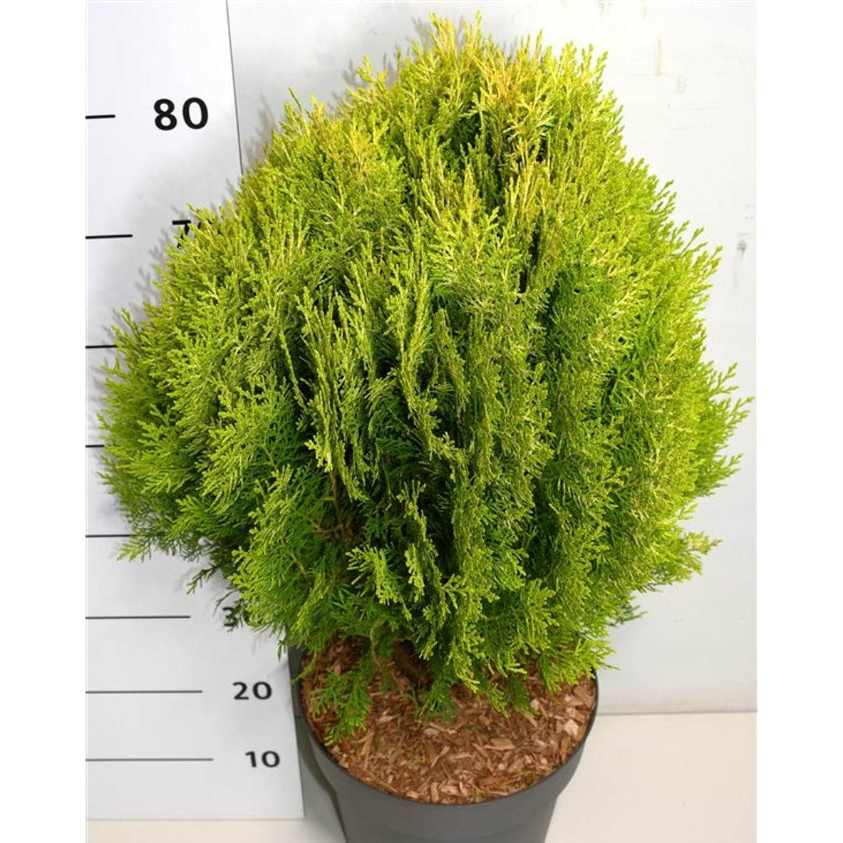 Thuja – Thuja occidentalis 'Aurea Nana' - C12 50-60 cm.